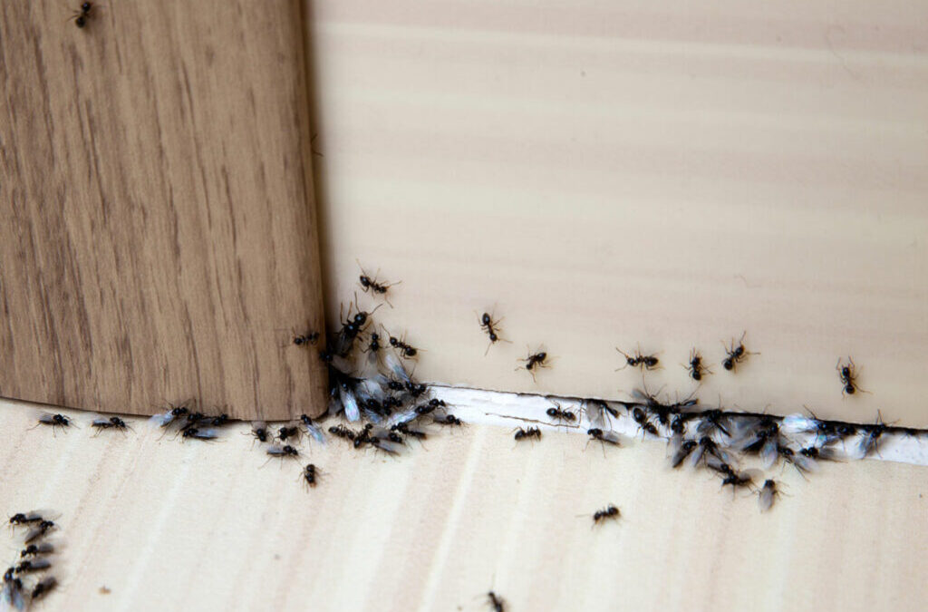 Ants Control services Hyderabad