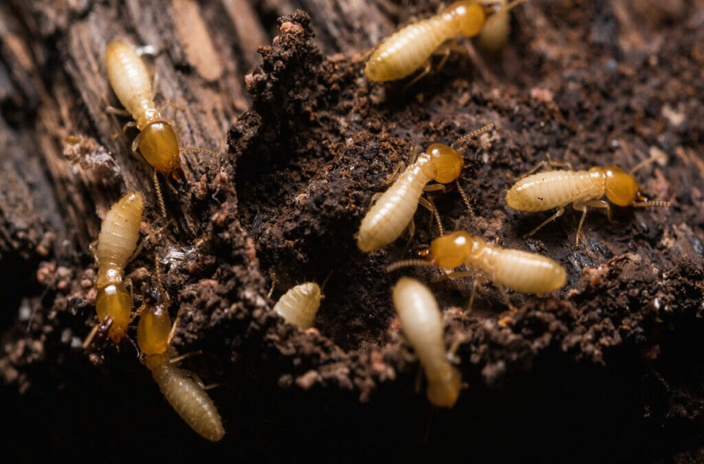 Best Termite treatment in Hyderabad