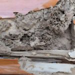 10 Warning Signs of a Termite Infestation in Your Home