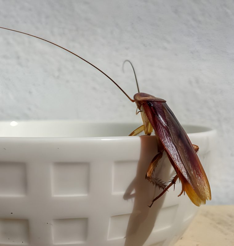 Cockroach Pest Control