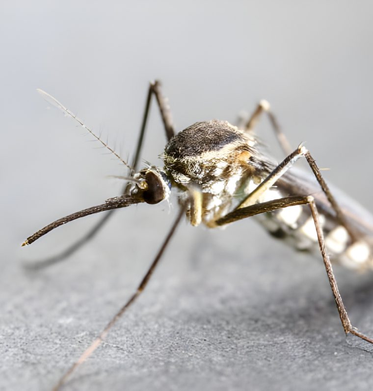 Mosquito Control
