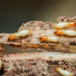 The Complete Guide to Termite Control Services in Hyderabad