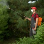 Why DIY Pest Control Often Fails