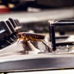 Pest Control Solutions for Restaurants & Food Businesses