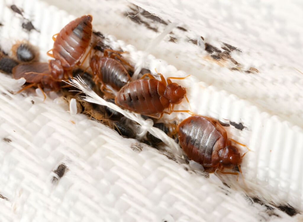 Bed Bug Treatment Signs, Causes & Prevention Tips