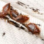 Bed Bug Treatment: Signs, Causes & Prevention Tips