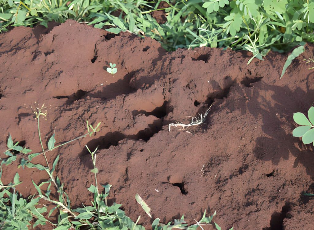 Pre-Construction Anti-Termite Treatment