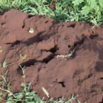 Why Pre-Construction Anti-Termite Treatment is Essential