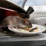 What Attracts Rodents to Your Property?